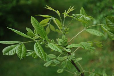 Fraxinus latifolia - jasan oregonský -  jarní listy