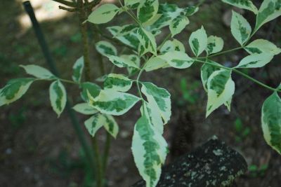 Fraxinus pennsylvanica 'Albovariegata' - jasan pensylvánský - jarní list