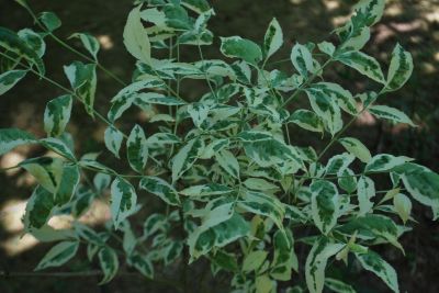Fraxinus pennsylvanica 'Albovariegata' - jasan pensylvánský - jarní listy
