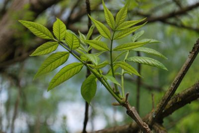 Fraxinus quandrangulata - jasan čtyřhranný - jarní listy