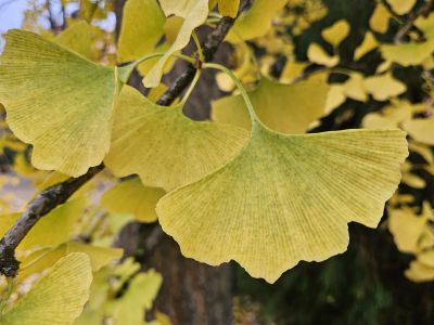 Ginkgo biloba - jinan dvoulaločný 