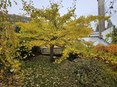 Ginkgo biloba ´Pragensis´- jinan dvoulaločný - podzim