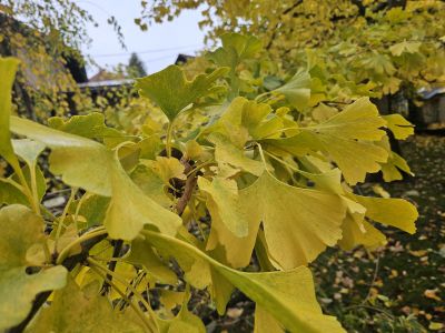 Ginkgo biloba 'Pragensis'- jinan dvoulaločný - podzim  