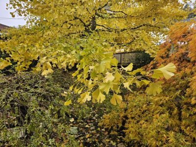 Ginkgo biloba ´Pragensis´- jinan dvoulaločný - podzim 