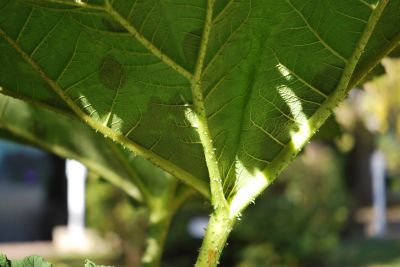 Gunnera manicata - barota rukávovitá