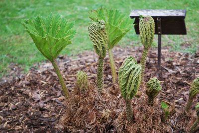 Gunnera manicata - barota rukávovitá - jaro