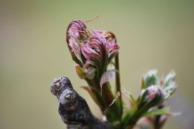 Gymnocladus dioica - nahovětvec dvoudomý