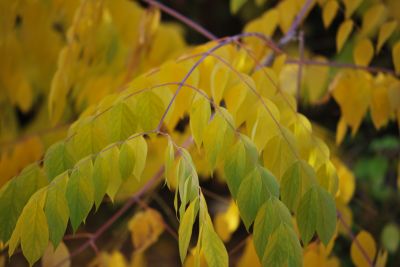 Gymnocladus dioica - nahovětvec dvoudomý - podzim