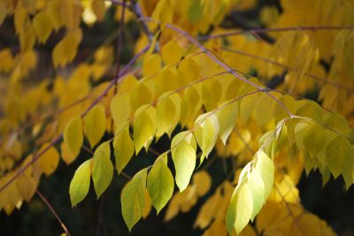 Gymnocladus dioica - nahovětvec dvoudomý - podzim 