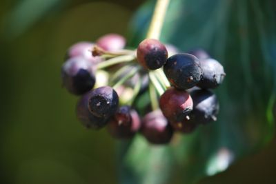 Hedera helix - břečťan popínavý