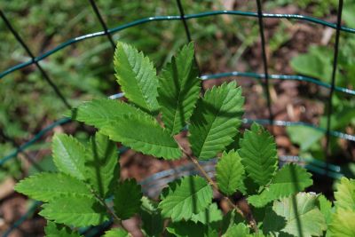Hemiptelea davidii - plotovník Davidův