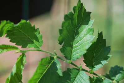 Hemiptelea davidii - plotovník Davidův - jarní listy
