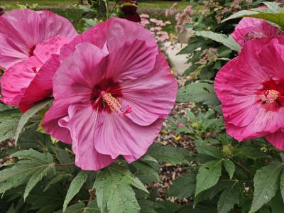 Hibiscus moscheutos 'Summerific Berry Awesome' - ibišek bahenní