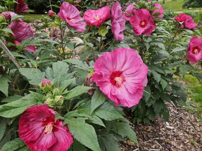 Hibiscus moscheutos 'Summerific Berry Awesome' - ibišek bahenní - květy