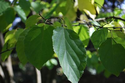 Hovenia dulcis - dužistopka sladká 