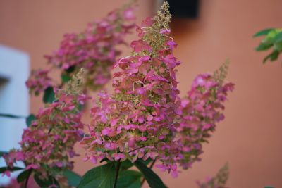Hydrangea paniculata 'Candlelight' - hortenzie latnatá