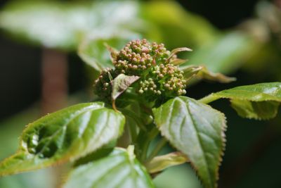 Hydrangea petiolaris - hortenzie řapíkatá - jaro