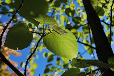 Idesia polycarpa - idesie mnohoplodá