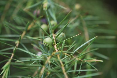 Juniperus rigida- jalovec tuhý 