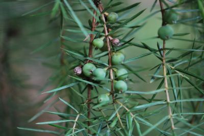 Juniperus rigida- jalovec tuhý - detail