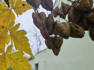 Koelreuteria paniculata - svitel latnatý
