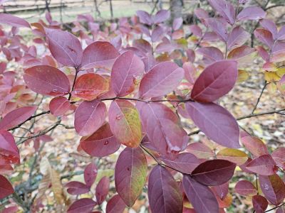 Lagerstroemia indica - pukol indický 