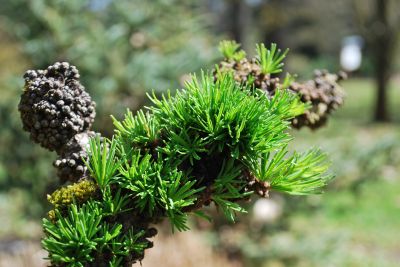 Larix kaempferi 'Krejčí' - modřín japonský 'Krejčí'