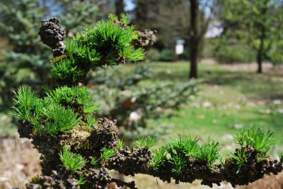 Larix kaempferi 'Krejčí' - modřín japonský 'Krejčí' - jaro