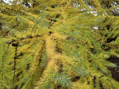Larix kaempferi - modřín japonský