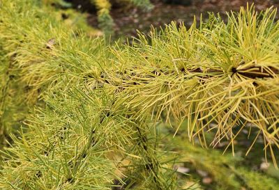 Larix kaempferi - modřín japonský 