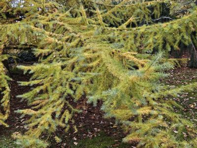 Larix kaempferi - modřín japonský  