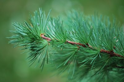 Larix kaempferi - modřín japonský - jaro