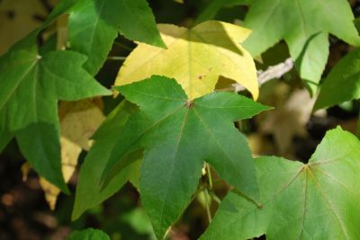 Liquidambar styraciflua - ambroň západní 