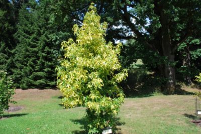 Liquidambar styraciflua 'Aurora' - amborň západní
