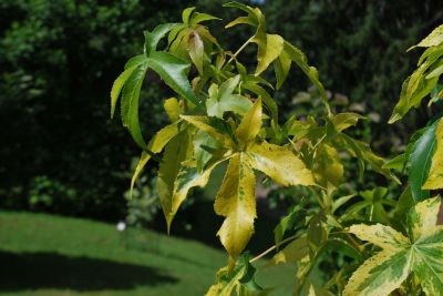 Liquidambar styraciflua 'Aurora' - amborň západní 
