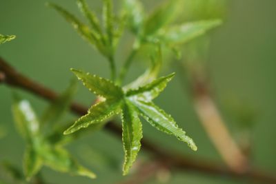 Liquidambar styraciflua 'Aurora' - amborň západní - jarní list