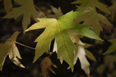 Liquidambar styraciflua 'Worplesdon' - ambroň západní - podzim