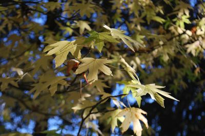 Liquidambar styraciflua 'Worplesdon' - ambroň západní - podzim 