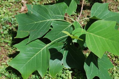 Liriodendron 'Chapel Hill' - liliovník (kříž. čínský × tulipánokvětý)