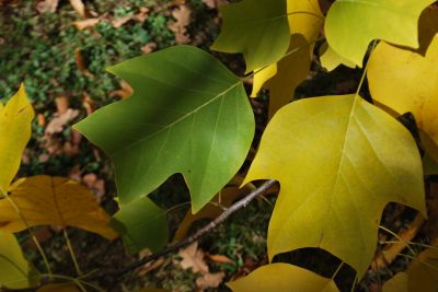 Liriodendron 'Chapel Hill' - liliovník (kříž. čínský × tulipánokvětý)