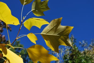 Liriodendron 'Chapel Hill' - liliovník (kříž. čínský × tulipánokvětý)   