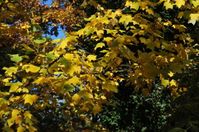Liriodendron 'Chapel Hill' - liliovník (kříž. čínský × tulipánokvětý) 