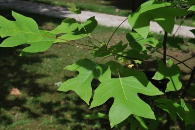 Liriodendron chinense - liliovník čínský
