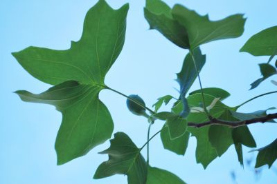 Liriodendron tulipifera 'Crispum' - liliovník tulipánokvětý