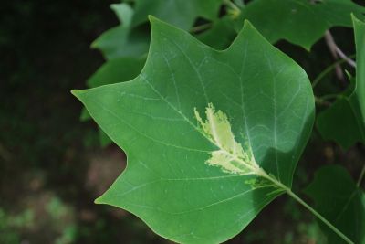Liriodendron tulipifera 'Mediopictum' - liliovník tulipánokvětý