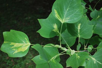 Liriodendron tulipifera 'Mediopictum' - liliovník tulipánokvětý 