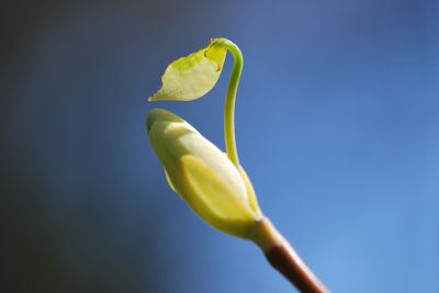 Liriodendron tulipifera 'Snowbird' - liliovník tulipánokvětý