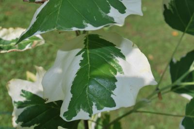 Liriodendron tulipifera 'Snowbird' - liliovník tulipánokvětý 