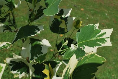 Liriodendron tulipifera 'Snowbird' - liliovník tulipánokvětý