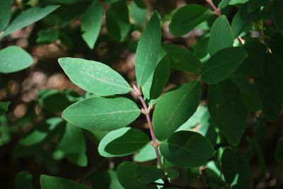 Lonicera caerulea - zimolez modrý